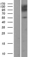 HEF1 (NEDD9) Human Over-expression Lysate
