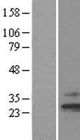 TIMM23 Human Over-expression Lysate