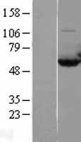 CAP1 Human Over-expression Lysate