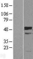 TRIM38 Human Over-expression Lysate