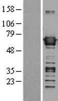 BAIAP2 Human Over-expression Lysate