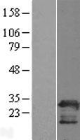 PGRMC2 Human Over-expression Lysate