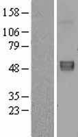 Fibulin 5 (FBLN5) Human Over-expression Lysate