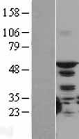 MST1 (STK4) Human Over-expression Lysate