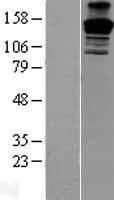 PEG3 Human Over-expression Lysate