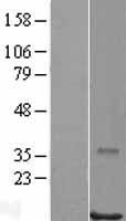 RPB11 (POLR2J) Human Over-expression Lysate