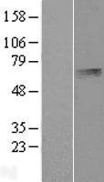 PLTP Human Over-expression Lysate