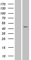 PAX1 Human Over-expression Lysate