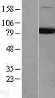 NSF Human Over-expression Lysate