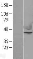 Nuclear Factor Erythroid Derived 2 (NFE2) Human Over-expression Lysate