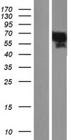 YAP1 Human Over-expression Lysate