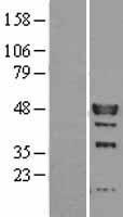 Interferon regulatory factor 9 (IRF9) Human Over-expression Lysate