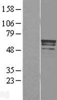 TRIM22 Human Over-expression Lysate