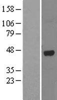ALKBH1 Human Over-expression Lysate