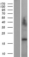 LAGE3 Human Over-expression Lysate