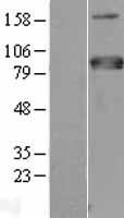 MTF1 Human Over-expression Lysate