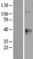 MFGE8 Human Over-expression Lysate