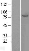 MCM7 Human Over-expression Lysate