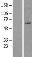 NET1 Human Over-expression Lysate
