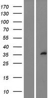 Sprouty 1 (SPRY1) Human Over-expression Lysate
