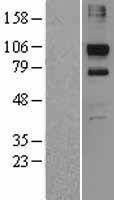 KIF20A Human Over-expression Lysate