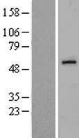 EDIL3 Human Over-expression Lysate