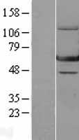 GTP binding protein era homolog (ERAL1) Human Over-expression Lysate