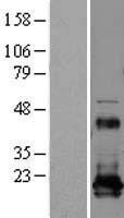 REEP5 Human Over-expression Lysate