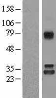 NIT1 Human Over-expression Lysate