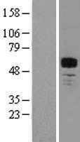 MEF2A Human Over-expression Lysate