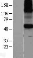 Kv1.8 (KCNA10) Human Over-expression Lysate
