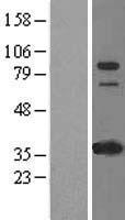 IFI16 Human Over-expression Lysate