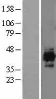 IDH3A Human Over-expression Lysate