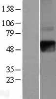 IFNGR2 Human Over-expression Lysate