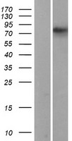 RANBP9 Human Over-expression Lysate