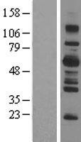 LNK (SH2B3) Human Over-expression Lysate