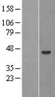 Pancreatic Lipase Related Protein 2 (PNLIPRP2) Human Over-expression Lysate