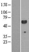 LCK Human Over-expression Lysate