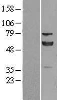 ERp57 (PDIA3) Human Over-expression Lysate