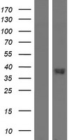 GPR20 Human Over-expression Lysate