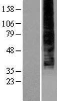 P2Y9 (LPAR4) Human Over-expression Lysate