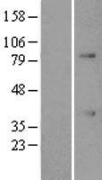 ATF1 Human Over-expression Lysate