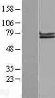 APLP1 Human Over-expression Lysate