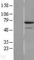 REC8 Human Over-expression Lysate