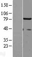 Nuclear Matrix Protein p84 (THOC1) Human Over-expression Lysate