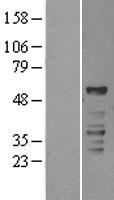 ROR gamma (RORC) Human Over-expression Lysate