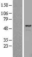 PSMD5 Human Over-expression Lysate