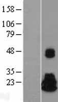 NME4 Human Over-expression Lysate