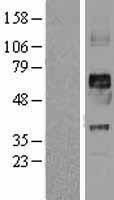 Kv1.2 (KCNA2) Human Over-expression Lysate