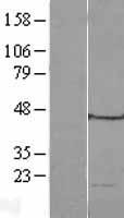 MRPL49 Human Over-expression Lysate